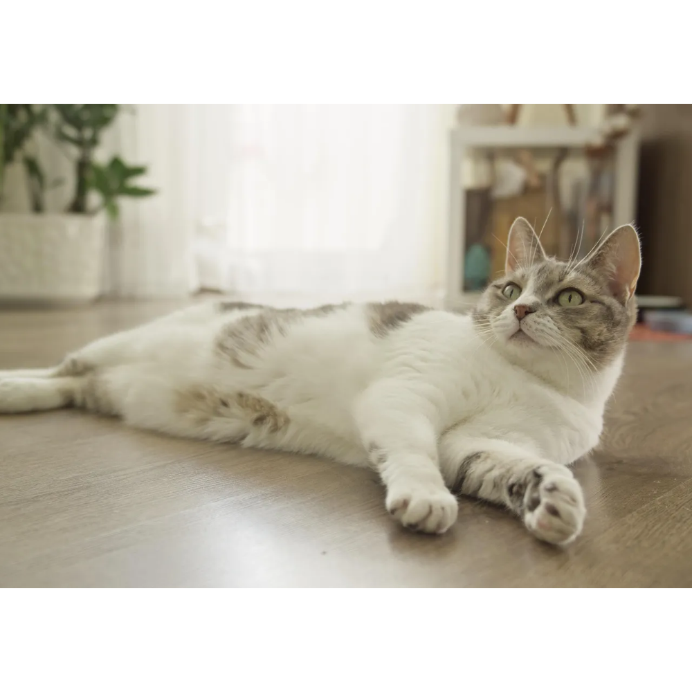 나이 든 고양이와 어린 고양이 — 생애 단계별 나이 비교