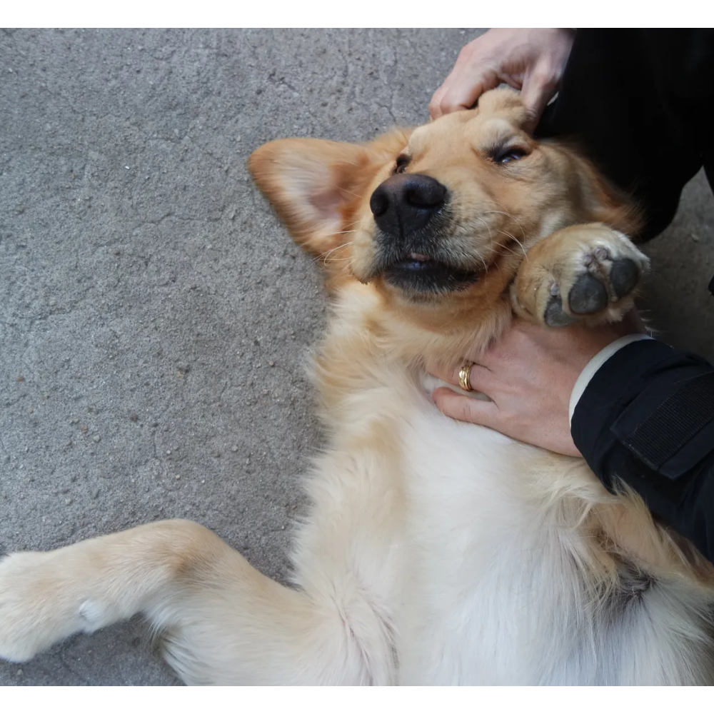 소형견 중형견 대형견 강아지 사료 비교