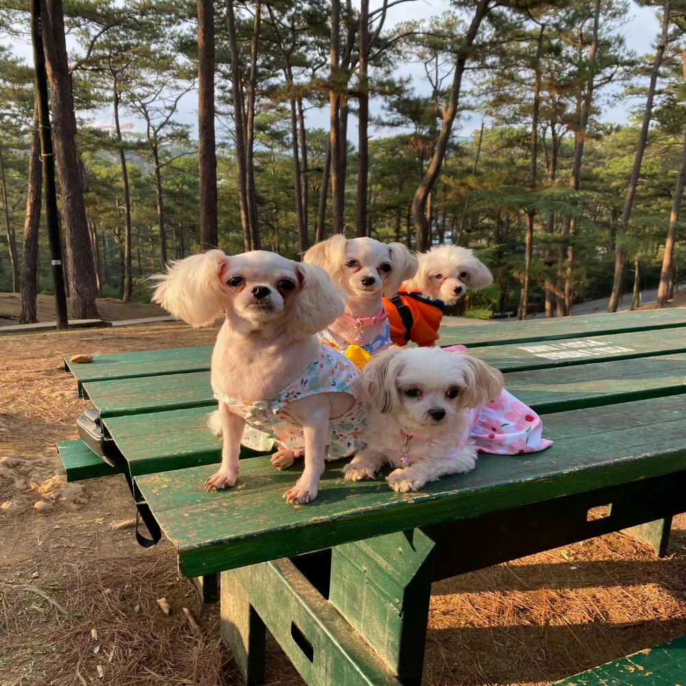 초보 반려인을 위한 키우기 쉬운 강아지 품종 추천