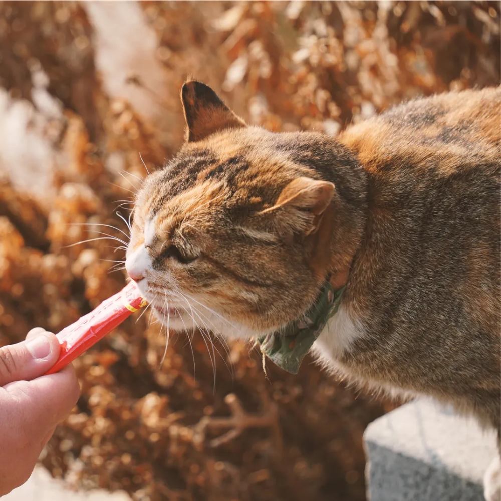 고양이 사료 교체 방법 — 단계별 전환 가이드