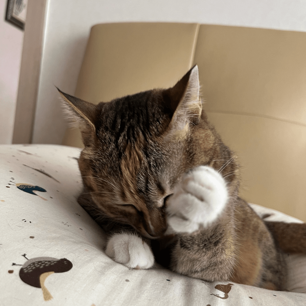 고양이 스트레스 행동 숨기 화장실 실수 과도한 그루밍